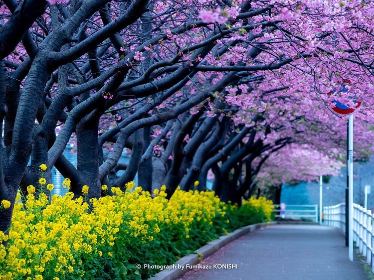 Tak Hanya Sakura  Inilah Bunga bunga Musim  Semi di  Jepang  